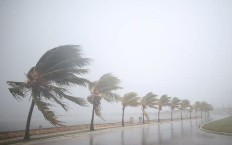 Palm trees sway in the wind prior to the arrival of the Hurricane Irma in Caibarien, Cuba - Credit: Alexandre Meheghini/Reuters