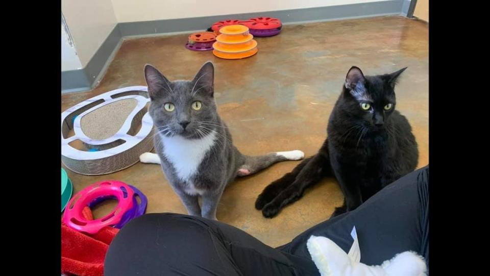 A paralyzed cat duo is looking for a new home, according to a Colorado shelter. 