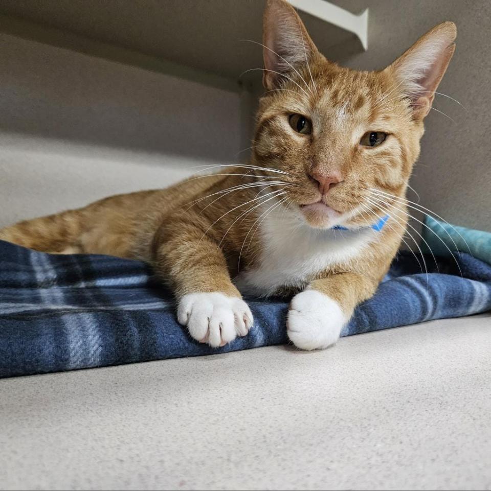 Baba is a big lover and wants nothing more than to sit in a warm lap. He's playful and enjoys catnip and the screened patio. Baba has feline immunodeficiency virus and could need special care in the future. He can live with other cats as long as they don't fight.