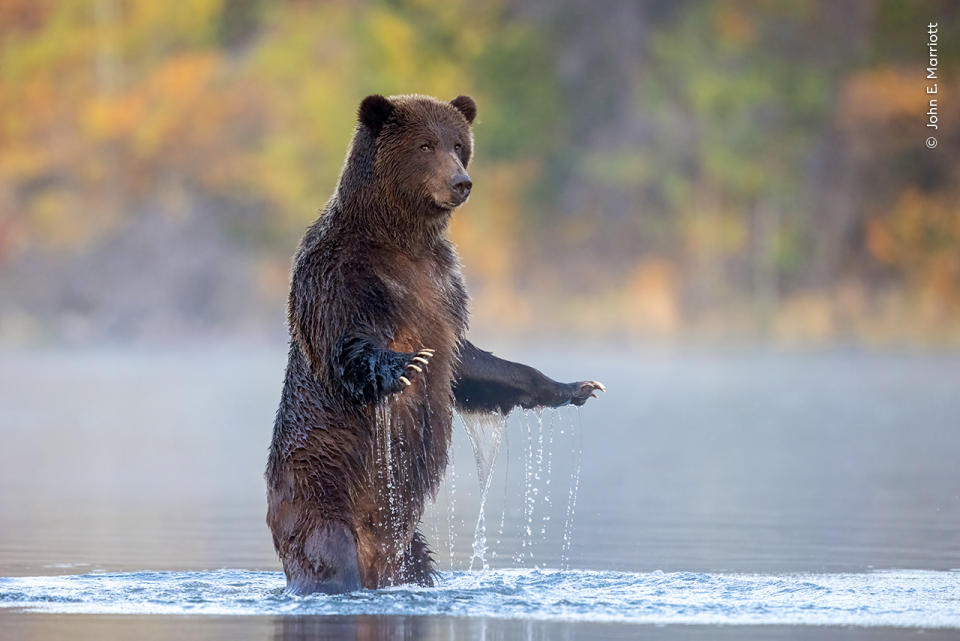 Wildlife Photographer of the Year