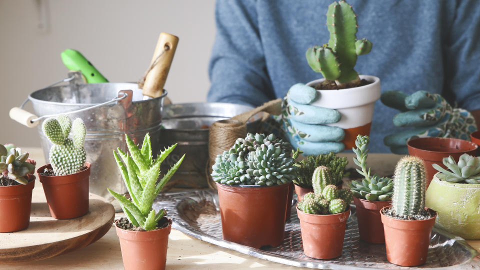 How to revive a succulent: Woman with gloves on transplanting small cactus and succulent plants from their plastic nursery pots into small terra cotta pots 