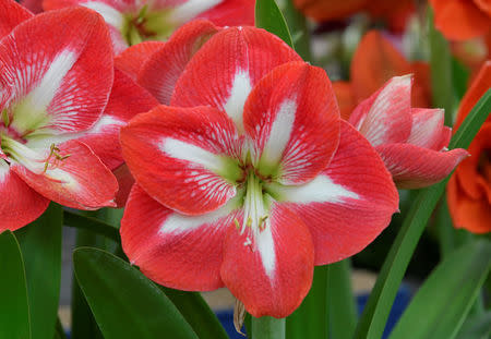 A display of Hippeastrum are seen at the RHS Chelsea Flower Show in London, Britain, May 21, 2018. REUTERS/Toby Melville