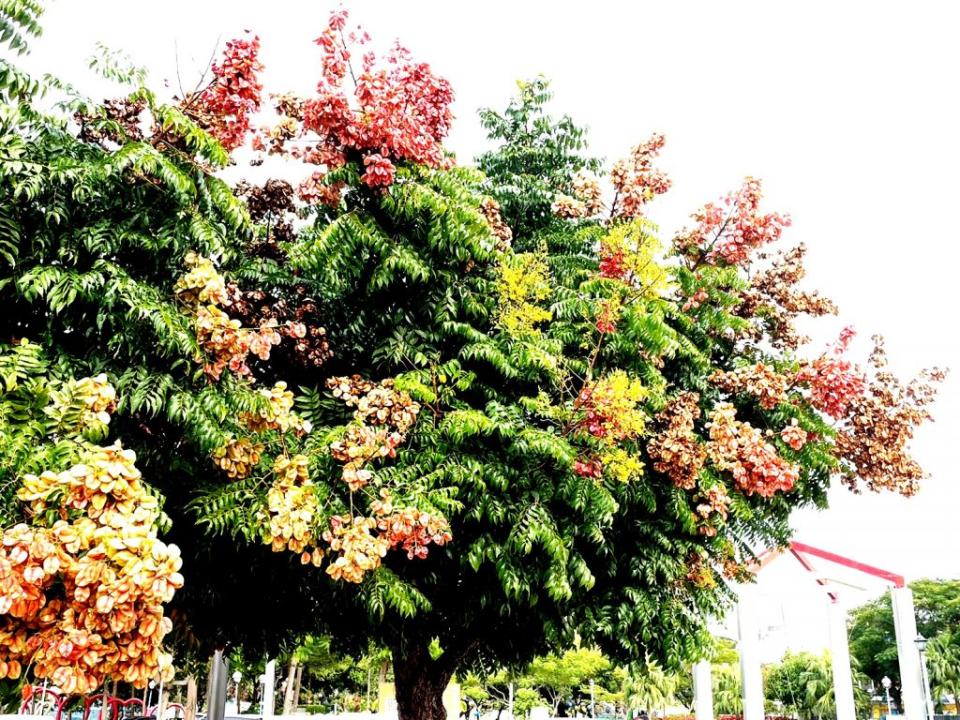 紅黃褐綠多彩顏色同時在一棵樹上，台灣欒樹美不勝收。（記者楊淑芬攝）