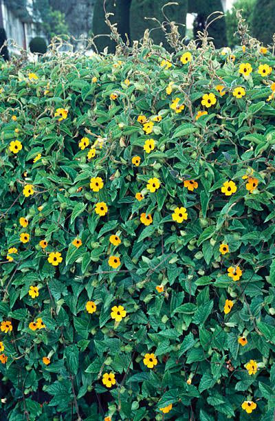 Black-Eyed Susan Vine