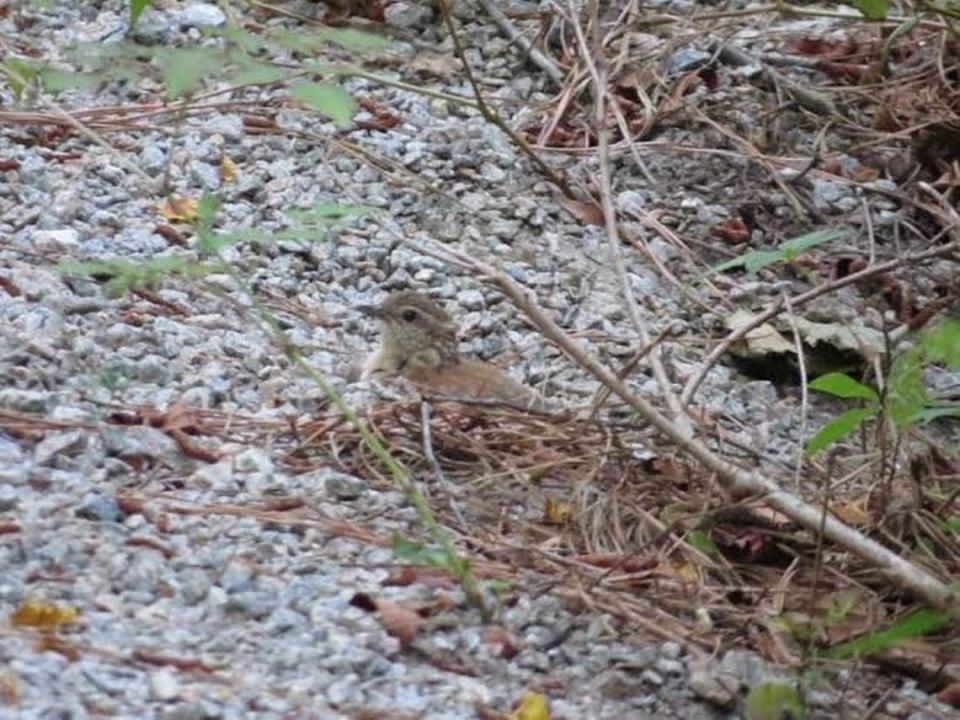 Karen Marts spotted this Carolina wren along a path in the Sea Pines Forest Preserve, “taking what appeared to be a dirt bath. They periodically rustled their feathers and bodies in the dirt, and on the gravel road! It turns out that the birds dust-bathe as part of their preening process. Research indicates that they are diurnal, or active during the day,and prefer to spend their time on the ground, hopping rather than flying.”