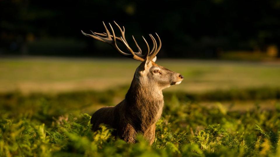 Un majestuoso reno mirando al sol en un bosque verde