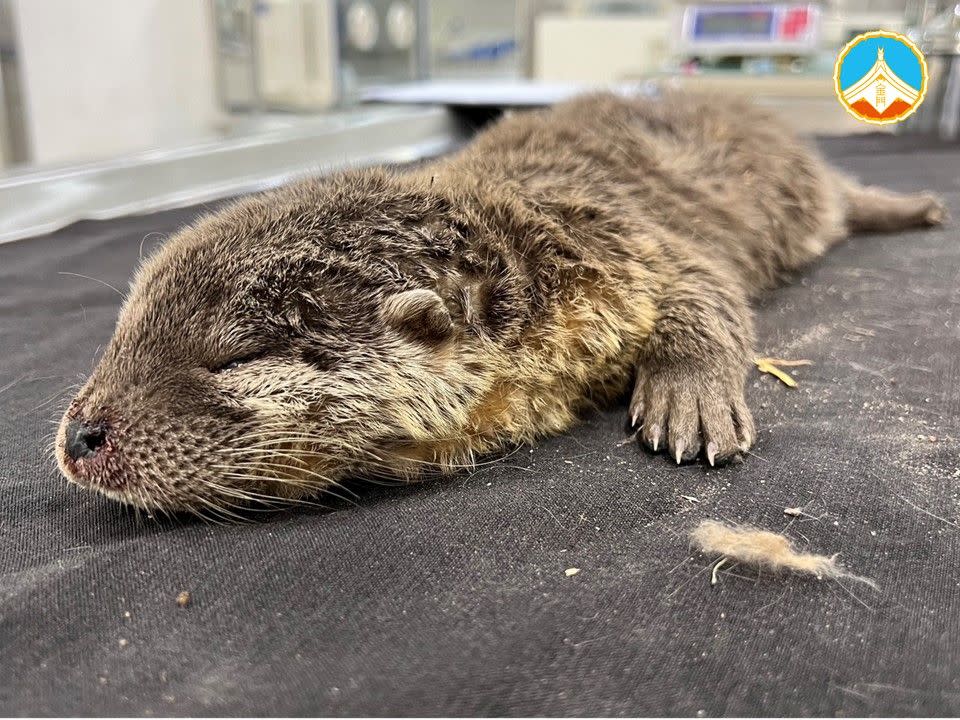 歐亞水獺幼獸頭、胸、背及腹部皆受到犬隻攻擊導致嚴重創傷。（翻攝自金門縣政府建設處臉書）