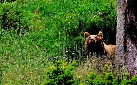 Marsican bears are a sub-species of the Eurasian brown bear - this one was photographed in the Pyrenees - Credit: Getty