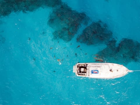 Sharks in the Bahamas - Credit: GETTY