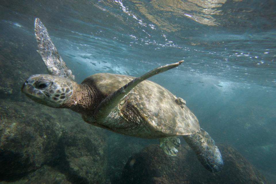 green sea turtle swimming underwater in clear blue sease with mossy rocks below and fish in the background