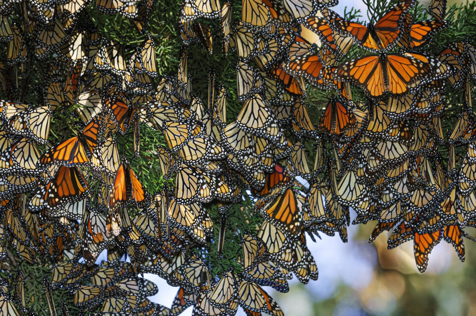 Los protectores de las monarca son los que mantienen los santuarios en buen estado y también necesitan ser protegidos (Foto:Getty)