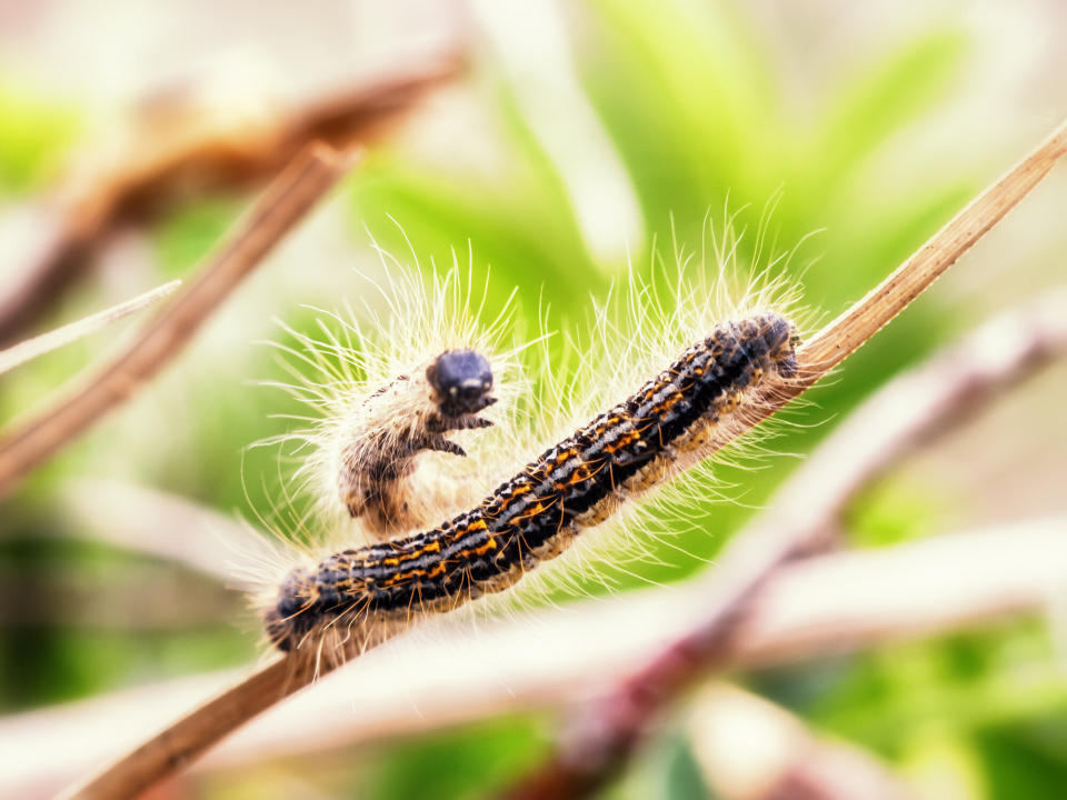 Wenn du in deinem eigenen Garten Raupen oder Nester siehst, entfernst du diese bitte keinesfalls selbst! (Symbolbild: Getty Images)