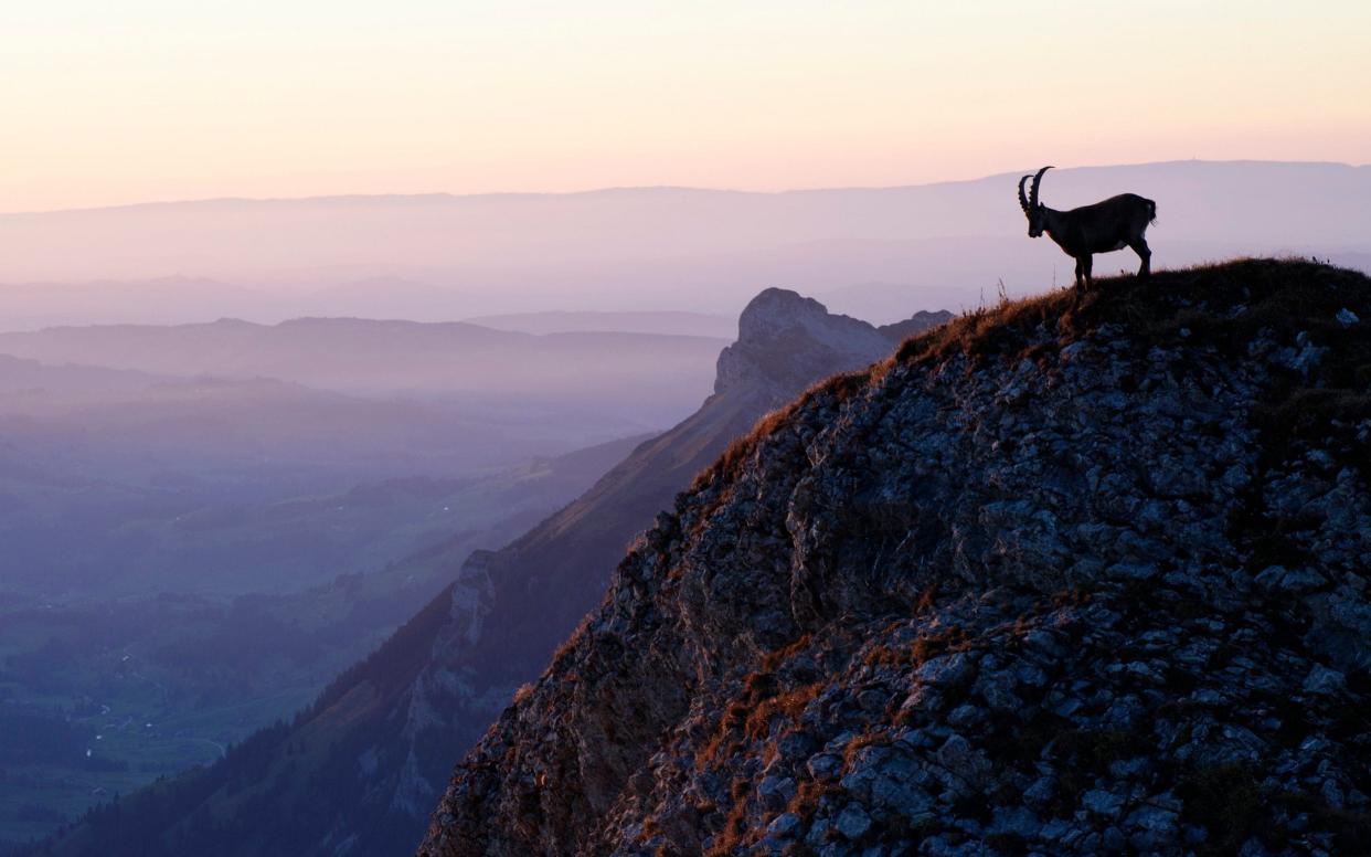 An ibex on top of the Schonguetsch mountain, in the Bernese Oberland, Switzerland. - KEYSTONE