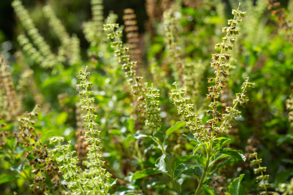 Green, Fresh, Withered Basil flowers (Ocimum basilicum) in garden, Close up & Macro shot, Abstract Blurred Background