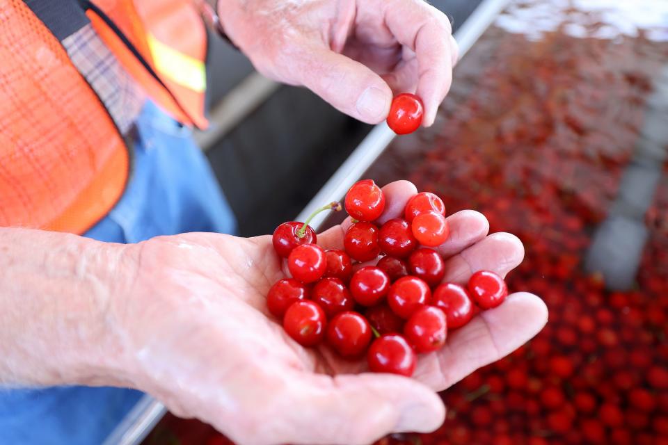 Robert McMullin talks about cooling cherries in cold water so they can be pitted outside of the McMullin Orchards processing plant in Payson on Thursday, July 27, 2023. | Kristin Murphy, Deseret News