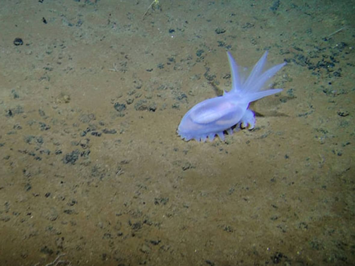 A sea cucumber is seen on the deep ocean floor in the Clarion-Clipperton Zone, an area of the Pacific Ocean where mining companies want to exploit polymetallic nodules rich in cobalt, nickel, copper and manganese. (Diva Amon and Craig Smith/Abyssal Baseline Project - image credit)