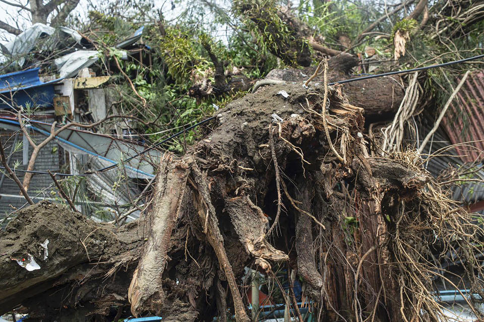 A fallen tree lies after Cyclone Mocha in Sittwe township, Rakhine State, Myanmar, Monday, May 15, 2023. Rescuers on Monday evacuated about 1,000 people trapped by seawater 3.6 meters (12 feet) deep along western Myanmar's coast after the powerful cyclone injured hundreds and cut off communications. (AP Photo)