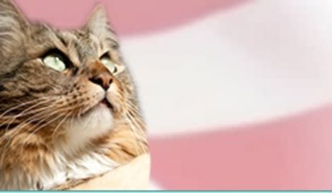 Patriotic Cat