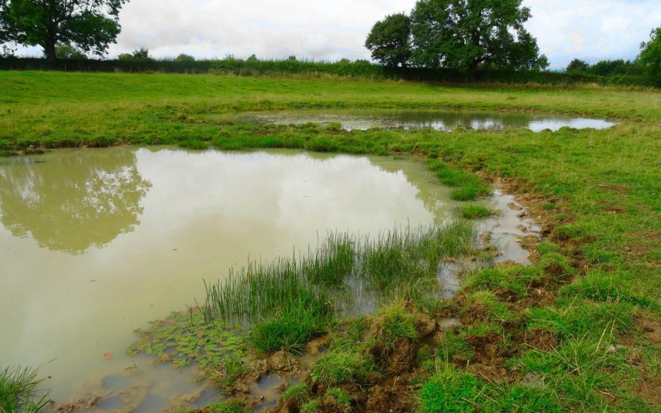 Researchers monitored nine ponds over 20 years - PA