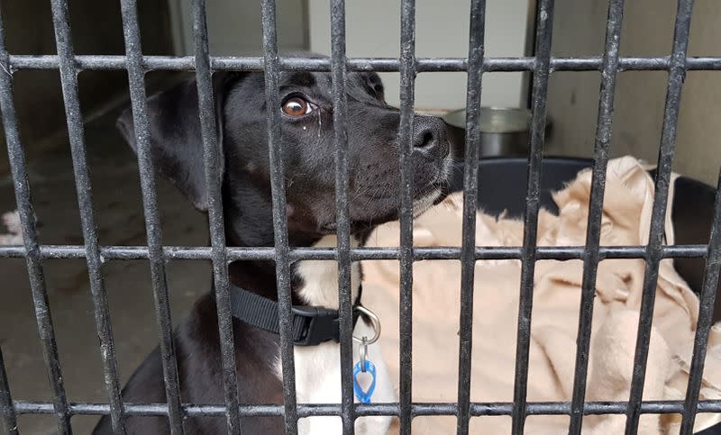 A dog sits in its enclosure at RSPCA NSW shelter in Sydney