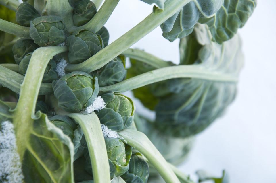 brussels sprouts on field covered snow