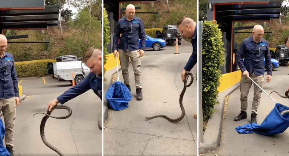 The snake catchers picking up a snake 