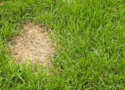 <body> <p>If you see irregular brown patches in your lawn, you may have a <a rel="nofollow noopener" href=" http://www.bobvila.com/articles/how-to-get-rid-of-grubs/?bv=yahoo" target="_blank" data-ylk="slk:grub problem;elm:context_link;itc:0;sec:content-canvas" class="link ">grub problem</a>. Grubs are insects in the larvae stage, and they dine on the roots of turf grass, causing it to wilt and die. To diagnose a grub infestation, dig up a patch of grass in a suspect area. If you see a white, beetle-like creature rolled up in a C-shape, you've got grubs. There are a few proven ways to eliminate these creepy crawlies, such as spreading nematodes or milky spore on a troubled lawn.</p> <p><strong>Related: <a rel="nofollow noopener" href=" http://www.bobvila.com/slideshow/the-invincible-yard-17-ideas-for-lazy-landscaping-48750?#.V5k8K5MrKRs?bv=yahoo" target="_blank" data-ylk="slk:The Invincible Yard: 17 Ideas for Lazy Landscaping;elm:context_link;itc:0;sec:content-canvas" class="link ">The Invincible Yard: 17 Ideas for Lazy Landscaping</a> </strong> </p> </body>