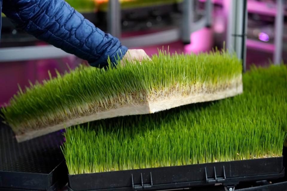 High density feed grass takes five to seven days to germinate at this indoor vertical farm outside of Elberta, Utah, in February 2021. The Olympus Tower Farm uses a controlled environment to grow sprouted wheat and barley grass in 857 square feet of space and uses 95 percent less water to produce 5,000 to 6,000 pounds of grass per day, replacing 35-50 acres of land.