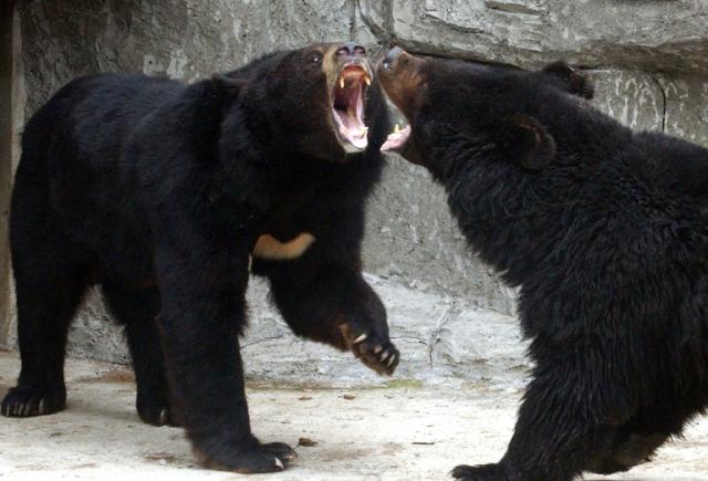 日本熊吃人胃部發現人體部位和毛髮