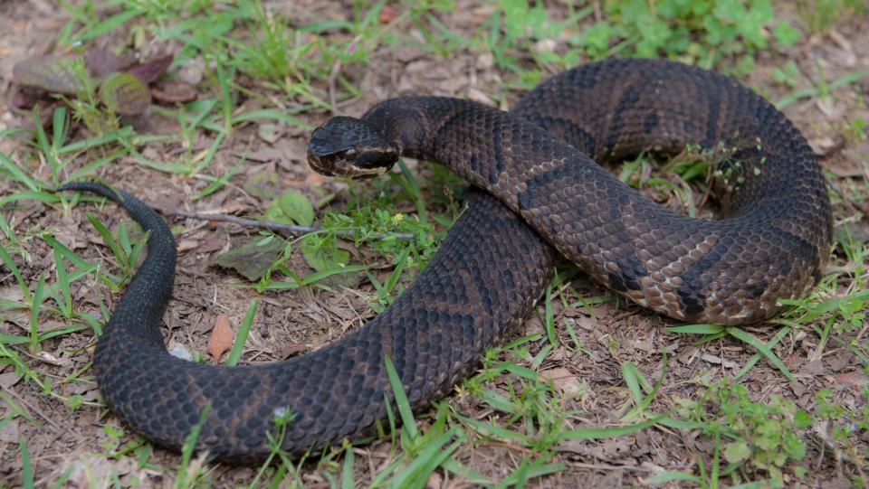 The white mouth of the cottonmouth stands out as a warning to anyone who might come too close when the venomous snake is resting camouflaged on a bed of wet leaves .
