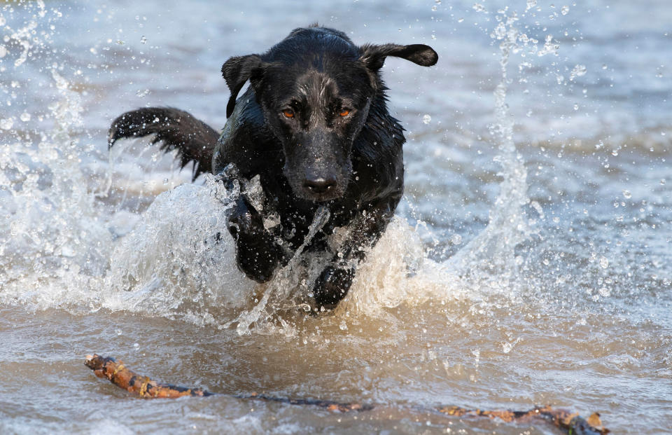 <p>Bei den sommerlichen Temperaturen der vergangenen Tage, die in einigen Regionen Deutschlands auf bis zu 29 Grad stiegen, mussten Mensch und Tier für Abkühlung sorgen. Dieser Labrador genoss ganz offensichtlich die Erfrischung am Neckar in Ludwigsburg. (Bild: AFP) </p>