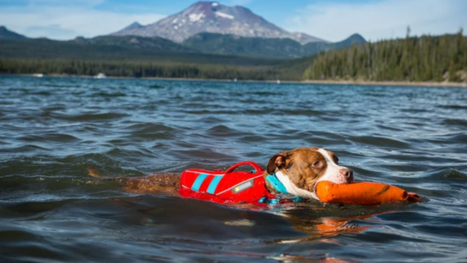 Pictured: A very good pup modeling the Float Coat Dog PFD.