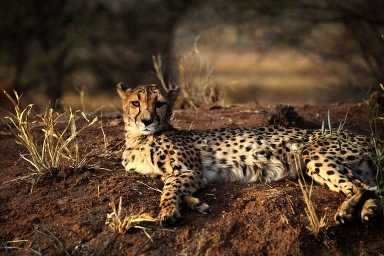 A cheetah lies at The Cheetah Conservation Fund center in Otjiwarongo, Namibia, on August 13, 2013. The CCF started breeding Anatolian livestock dogs to promote cheetah-friendly farming after some 10,000 big cats -- the current total worldwide population -- were killed or moved off farms in the 1980s