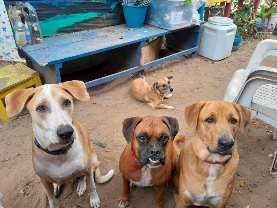 Gabriele Schart was driving home to Canada from Mexico with her four dogs. When she was killed, the animals scattered. Only the boxer, Ruby, has been found. 