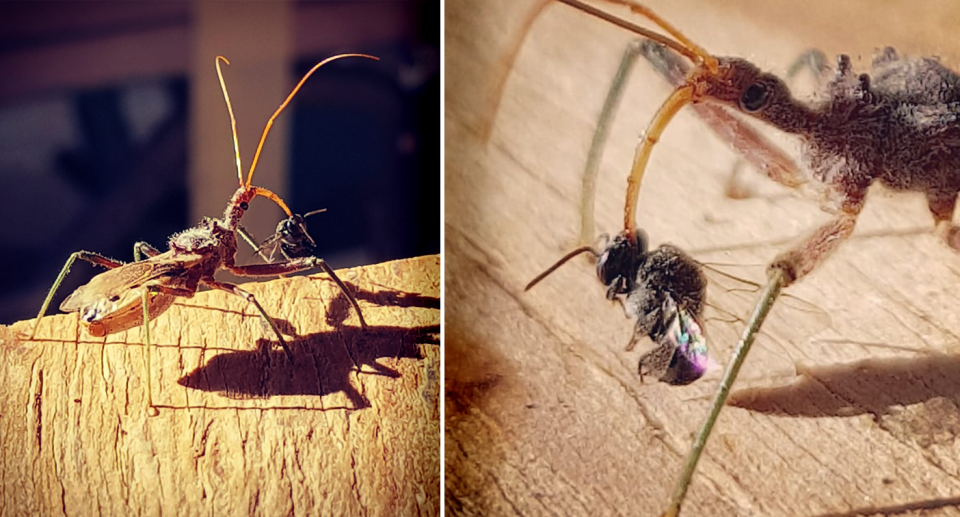 Split screen of a native bee being attacked by an assassin bug.