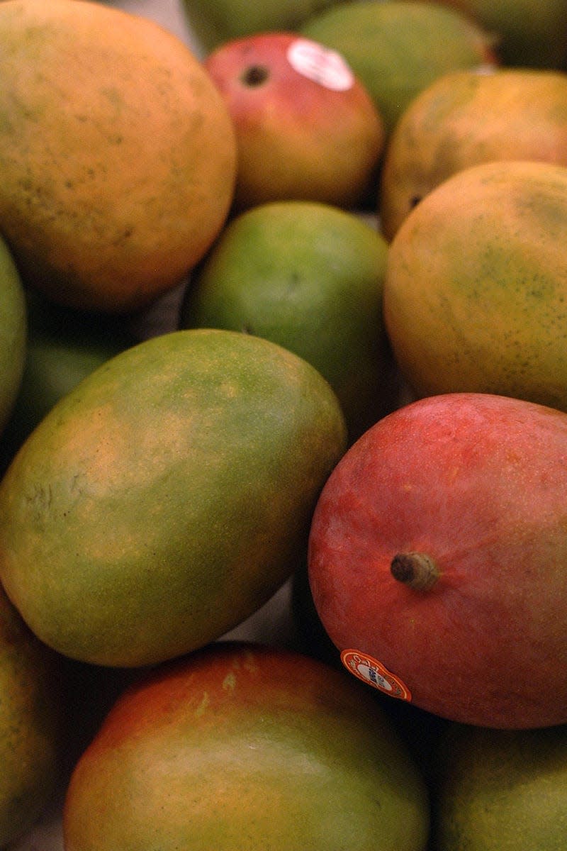 Mango varieties available in Florida feature a variety of tastes, colors, shapes, aromas and textures.