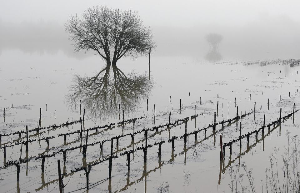 Vineyards remain flooded in the Russian River Valley, Monday, Jan. 9, 2017, in Forestville, Calif. A massive storm system stretching from California into Nevada lifted rivers climbing out of their banks, flooded vineyards and forced people to evacuate after warnings that hillsides parched by wildfires could give way to mudslides. (AP Photo/Eric Risberg)