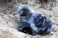 In this Oct. 15, 2019, photo, a seabird chick sits next to its burrow on Midway Atoll in the Northwestern Hawaiian Islands. In one of the most remote places on Earth, Midway Atoll is a wildlife sanctuary that should be a safe haven for seabirds and other marine animals. Instead, creatures here struggle to survive as their bellies fill with plastic from faraway places. (AP Photo/Caleb Jones)