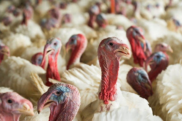 North Carolina is the second biggest turkey-producing state in the country, only behind Minnesota.