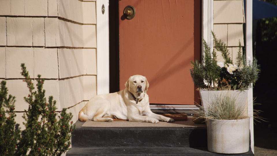 Labradors show devotion to their tribe