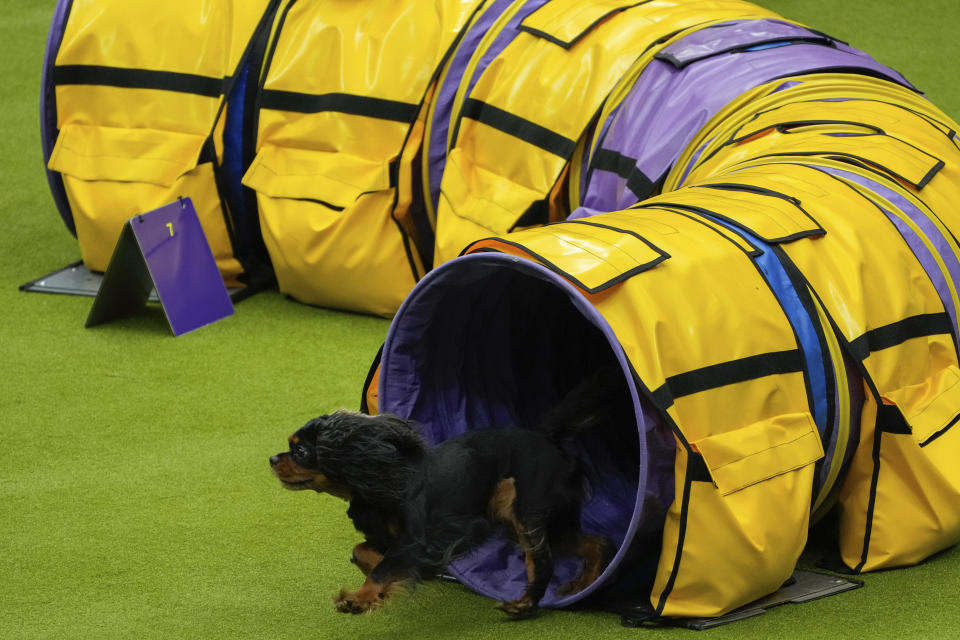 A dog competes in an agility competition during the 148th Westminster Kennel Club Dog show, Saturday, May 11, 2024, at the USTA Billie Jean King National Tennis Center in New York. (AP Photo/Julia Nikhinson)