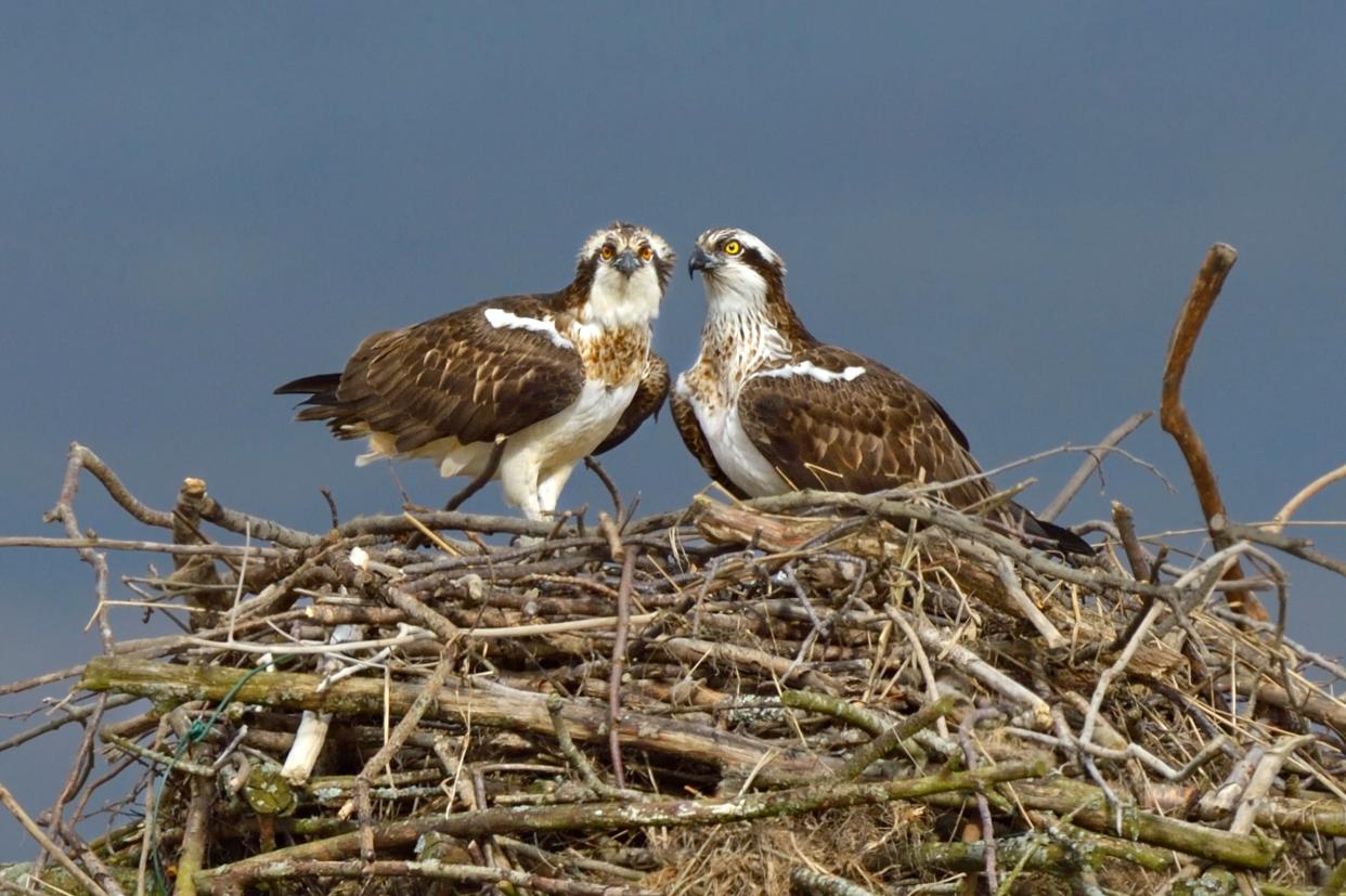 Osprey in the Dyfi Estuary (credit Andy Rouse 2020 Vision)