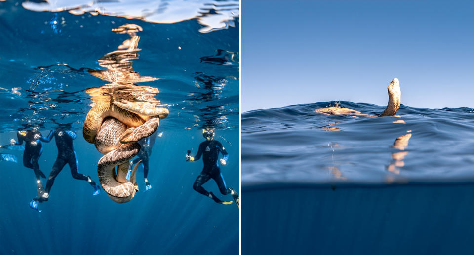 Left, four divers watch the coiled sea snakes. Right, one of the sea snakes pokes its head above water to breathe. 