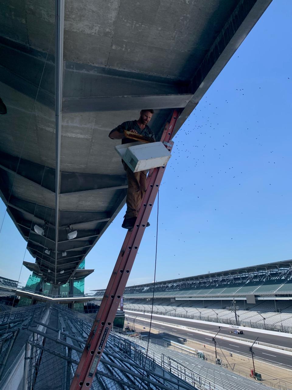 Beekeeper Ross Harding climbs a ladder at the Indianapolis Motor Speedway to collect a swarm of bees after the 2023 Indy 500.