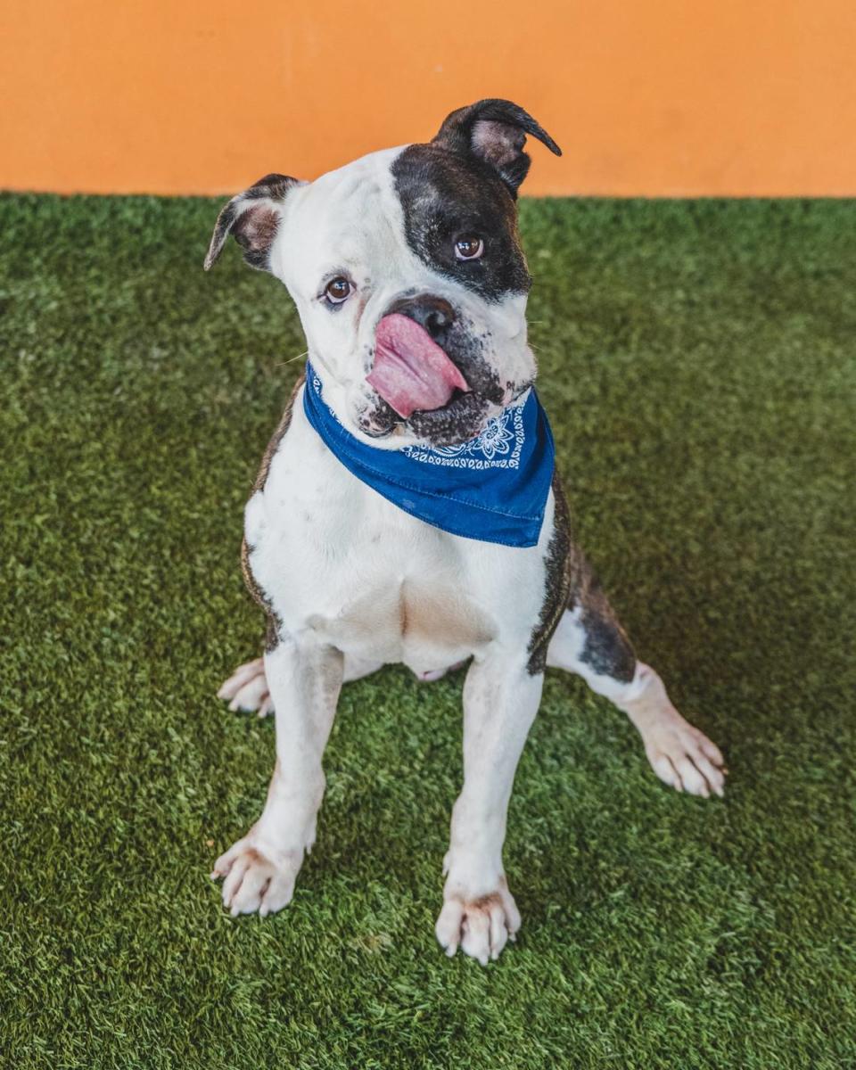 Brantley A2422905 is 7-year-old senior with the heart and spirit of a puppy. He loves to fun and jump around in the play yards. Bentley knows how to sit and his love for treats will make it easy to teach him new tricks. He is a gentle and lovable dog who gets along best with other smaller dogs. He has been at the shelter since January of 2023 and is ready to make your day, every day.