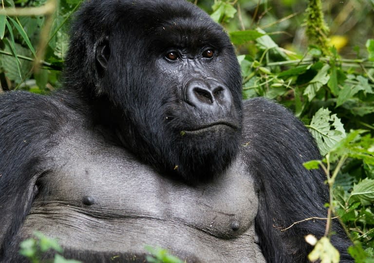 Rwanda is one of just three countries where one can see the mountain gorilla in the wild