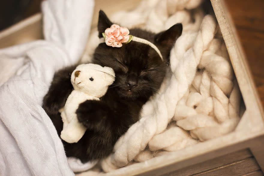 Gatito recién nacido protagoniza una tierna sesión de fotos