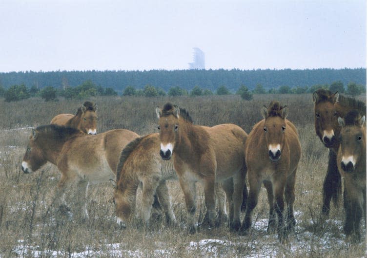 <span class="caption">Wild Przewalski horses in the Chernobyl exclusion zone.</span> <span class="attribution"><a class="link " href="https://commons.wikimedia.org/wiki/File:Horses_in_Chernobyl,_Ukraine.jpg" rel="nofollow noopener" target="_blank" data-ylk="slk:Xopc/Wikimedia Commons;elm:context_link;itc:0;sec:content-canvas">Xopc/Wikimedia Commons</a>, <a class="link " href="http://creativecommons.org/licenses/by-sa/4.0/" rel="nofollow noopener" target="_blank" data-ylk="slk:CC BY-SA;elm:context_link;itc:0;sec:content-canvas">CC BY-SA</a></span>