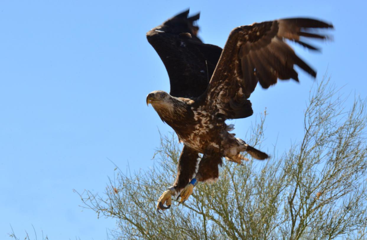 The bald eagle, which was in the care of the Arizona Game and Fish Department and Liberty Wildlife, flies over Horseshoe Lake after being released back into the wild