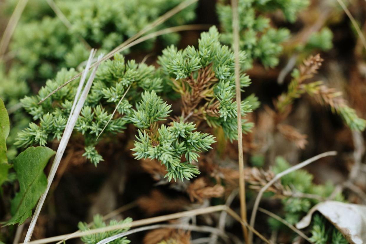 close up of branch of juniperus horizontalis blue carpet, commonly known as creeping juniper, adorned with blue green needles, cultivating in botanical garden